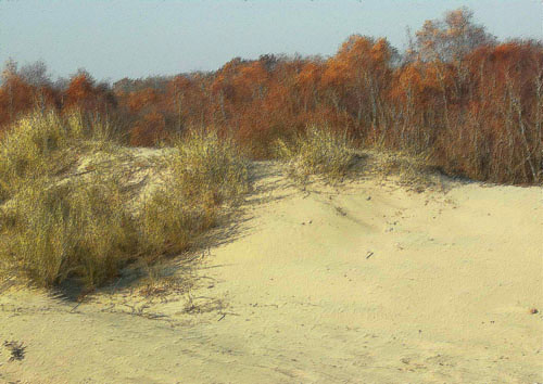 Dune in Hamburg à Bernd Wieczorek