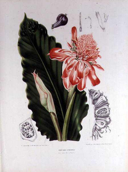 Elettaria Speciosa, illustration from 'Fleurs, Fruits et Feuillage Choises de la Flore et da la Pomo à Berthe Hoola van Nooten