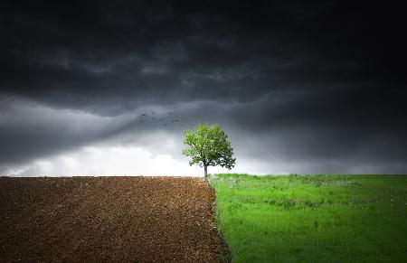 Lonely tree against a dramatic sky!