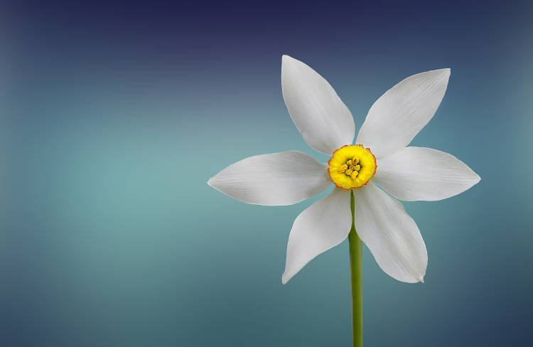 Flower of Paradise à Bess Hamiti