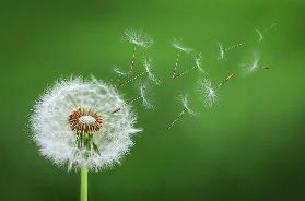 Dandelion Blowing