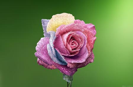 Rose Colorful