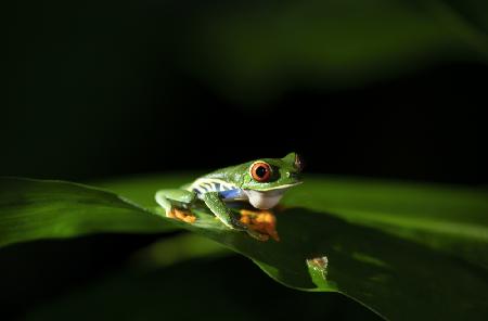 Beautiful Red-eyed Tree Frog