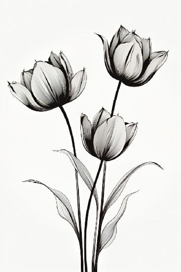 Black Tulips