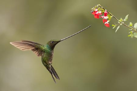 Sword-billed and flowers