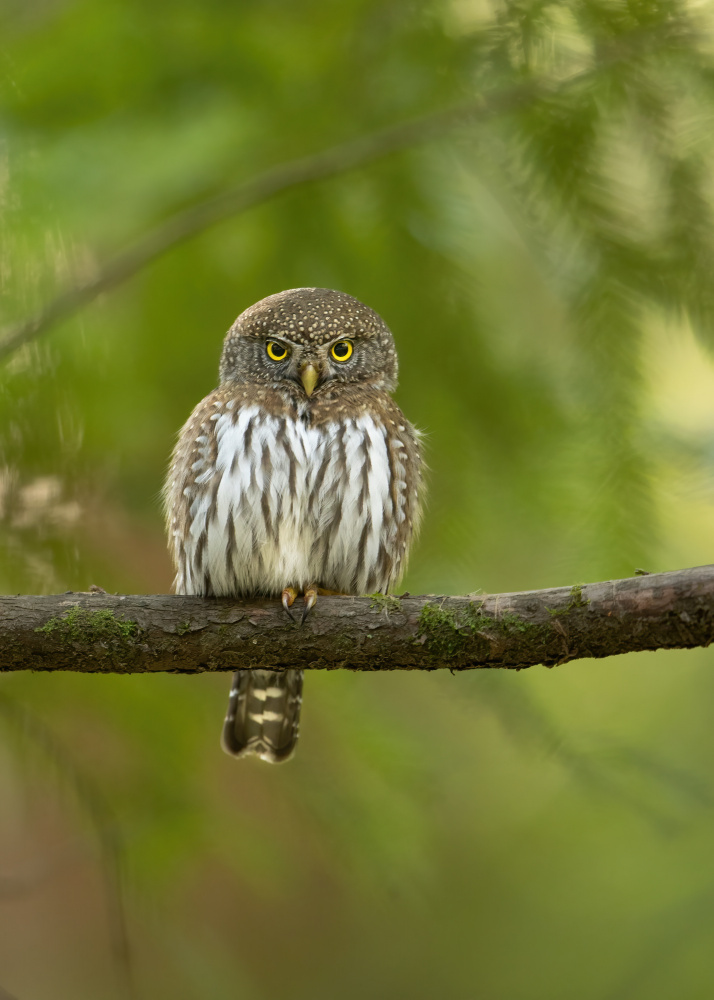 Pygmy Owl à Bill Lu