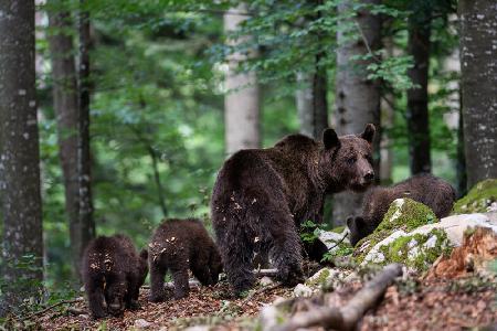 bear family