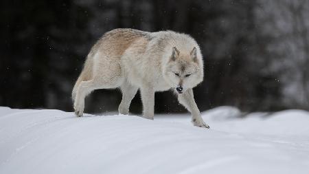 Gray Wolf