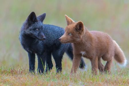 Red Fox Kits