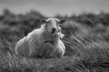 Happy sheep resting in the dunes