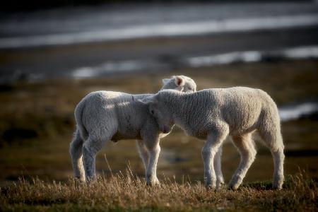 Lamb Friends