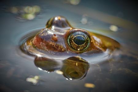 Moor frog watching you