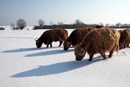 Selbst robuste Highlander hungern im Schnee à Bodo Marks