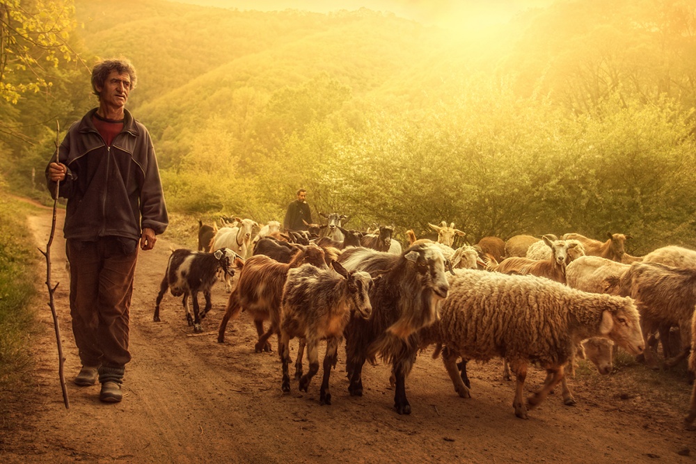 Shepherd à Bojan Dzodan