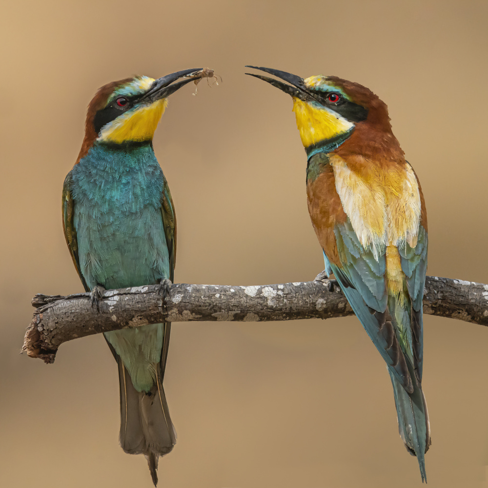Bee-eaters à Boris Lichtman