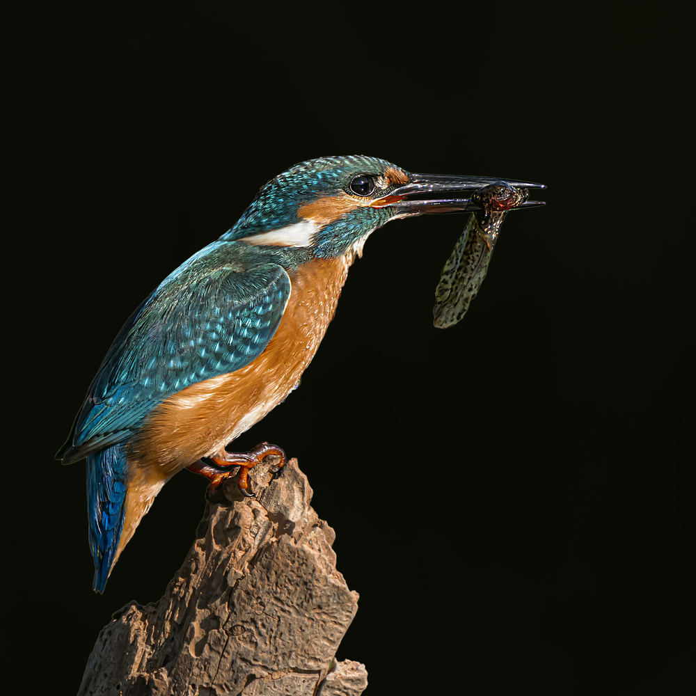 Kingfisher à Boris Lichtman
