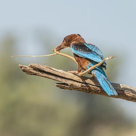 Kingfisher