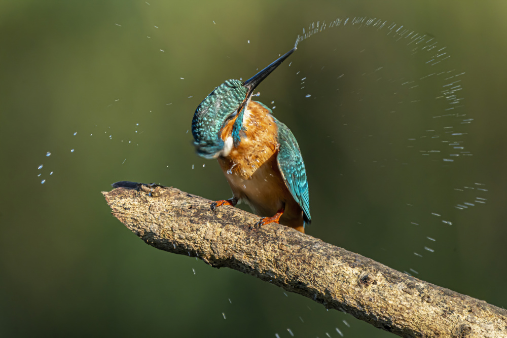 Kingfisher after bathing à Boris Lichtman