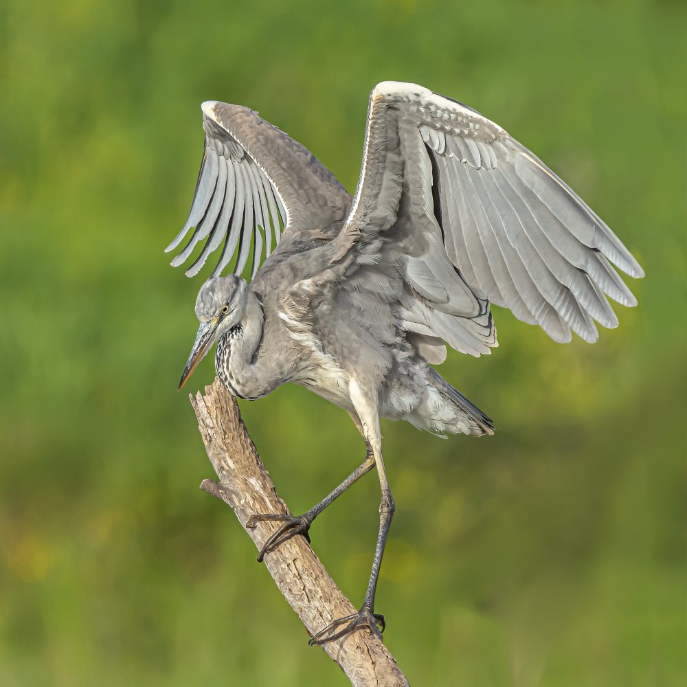 Grey heron à Boris Lichtman