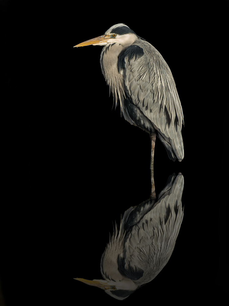 Grey heron in the dark à Boris Lichtman