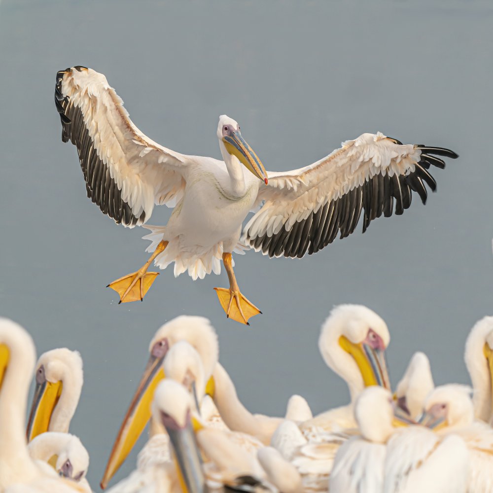 Pelicans à Boris Lichtman