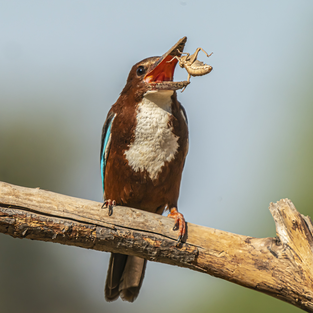 White-throated kingfisher à Boris Lichtman
