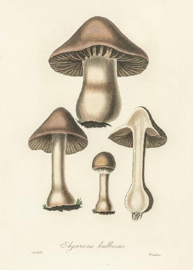 Agaricus Bulbosus Illustration. Medical Botany 1836