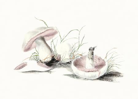 Hand Drawn Field Mushroom