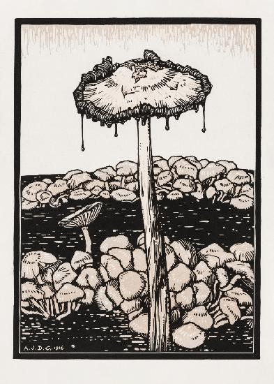 Dripping Mushroom 1916