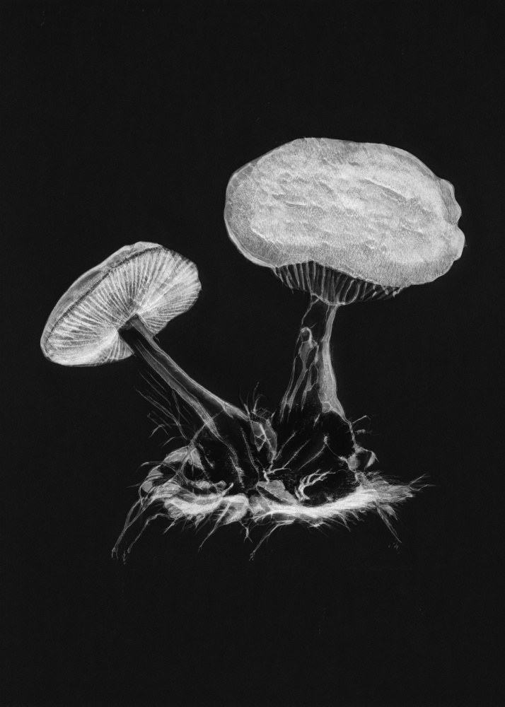 Vintage Violet Webcap Mushroom Dark BW à Botanique