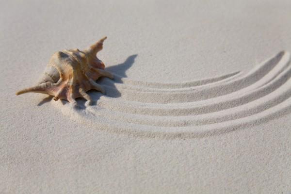 Muschel im Sand à Brigitte Götz