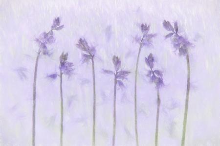 Lilac fragrance