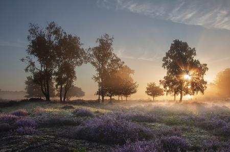 Morning breeze