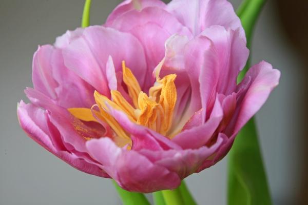 Tulpe rosa à Brita Stein