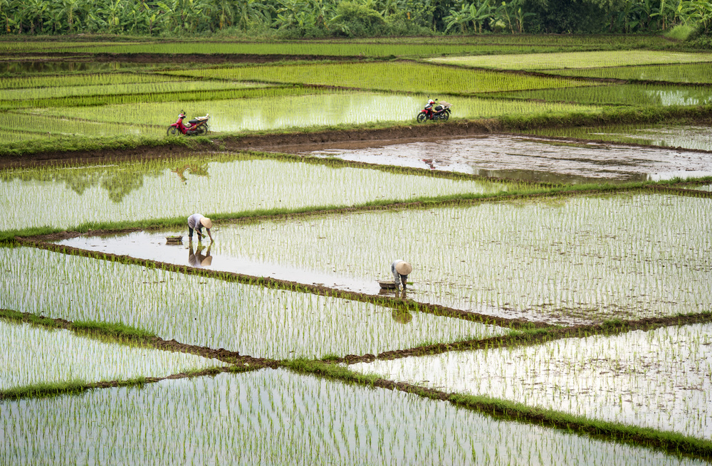 Rice Fields à Burak Senbak