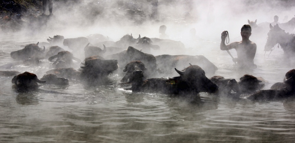 buffalo bathing à burakkorkut