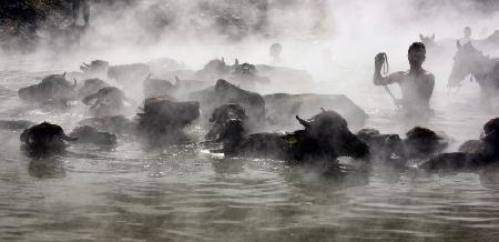 buffalo bathing