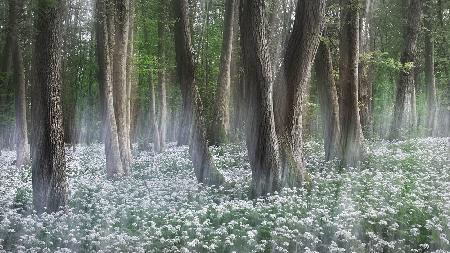 Wild garlic forest