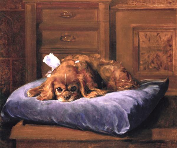 King Charles Spaniel