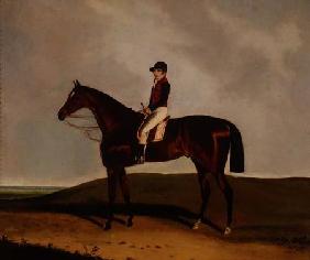 A Bay Racehorse