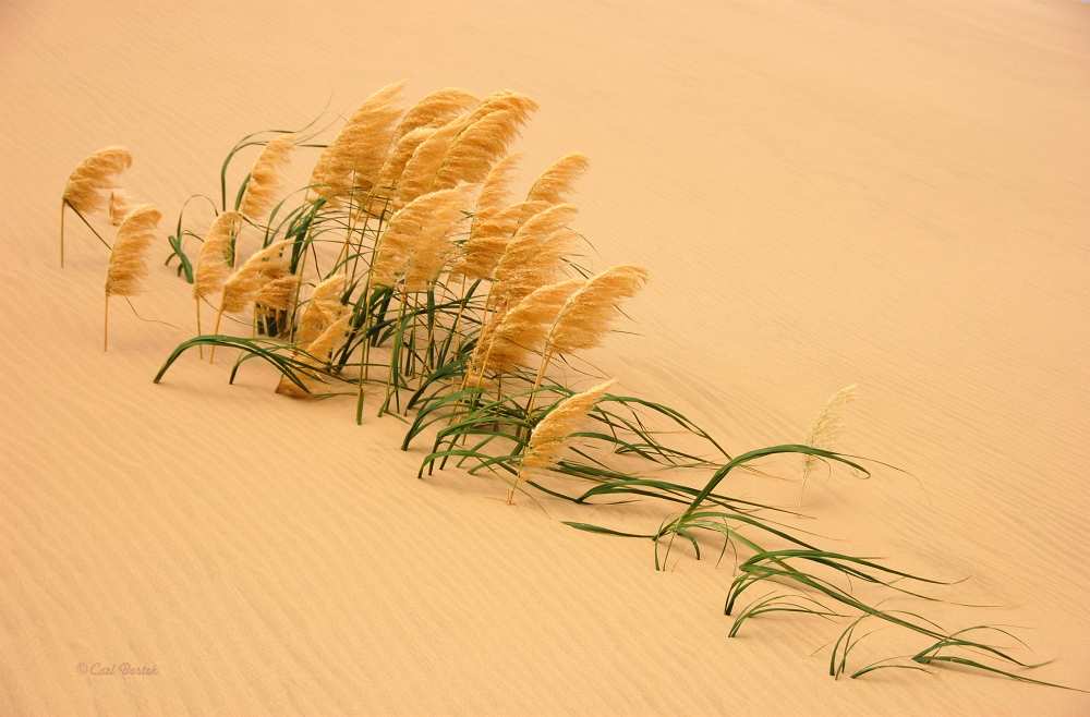 Pampas Grass in Sand Dune à Carl Bostek