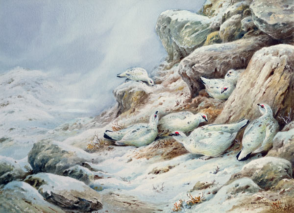 Ptarmigan in snow covered landscape  à Carl  Donner