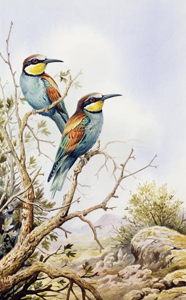 Bee-Eaters  à Carl  Donner