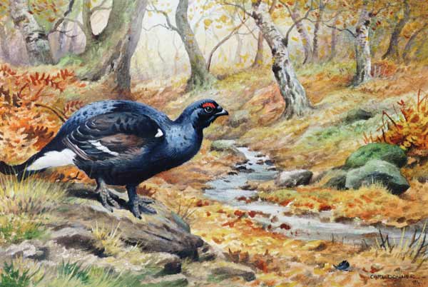 Black Cock Grouse by a stream (w/c)  à Carl  Donner