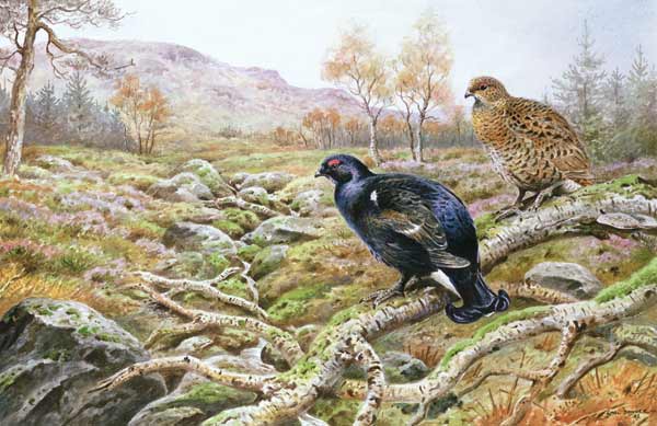 Black Grouse on a Moor  à Carl  Donner
