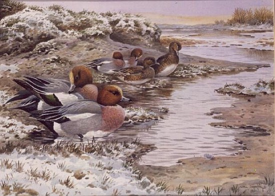 Daybreak on the Washes - Wigeon  à Carl  Donner