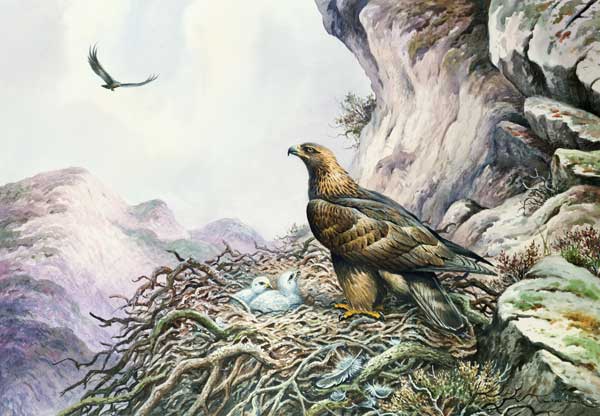 Golden Eagles at their Eyrie (w/c)  à Carl  Donner