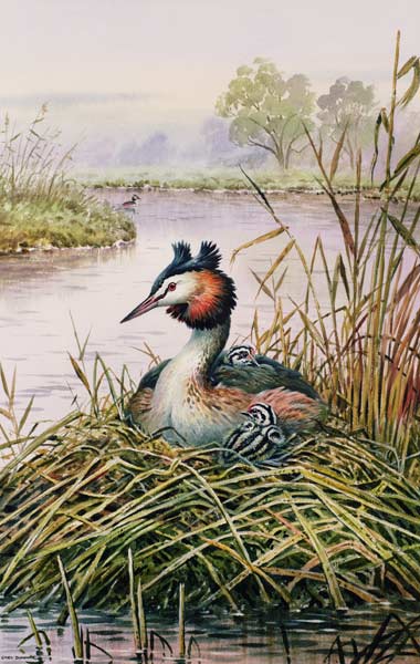 Great-Crested Grebes  à Carl  Donner