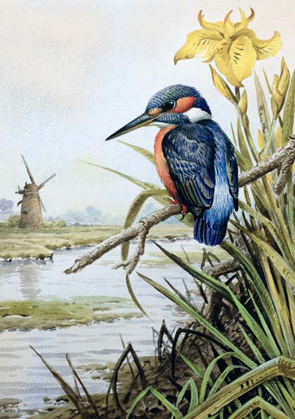 Kingfisher with Flag Iris and Windmill  à Carl  Donner
