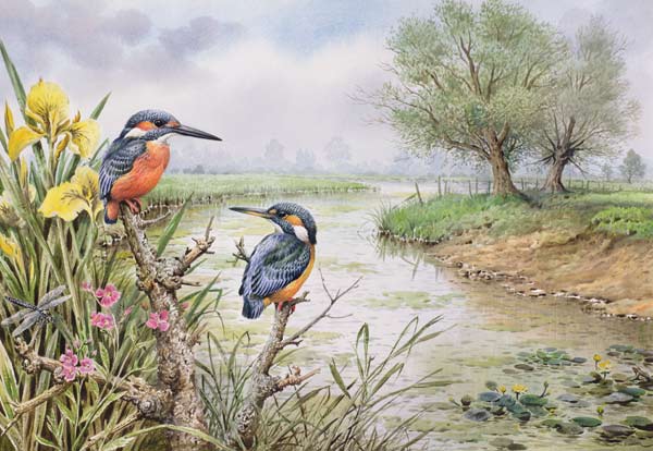 Kingfishers on the Riverbank  à Carl  Donner